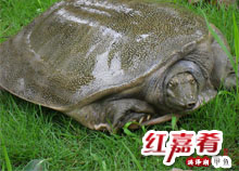 點擊查看詳細信息